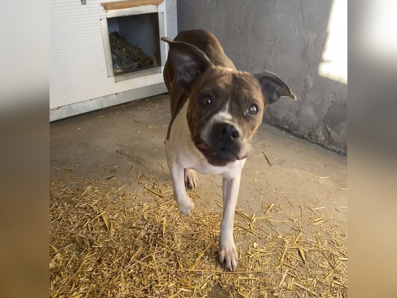DAPHNE, süßer Boxer-Mix, sucht ihr Zuhause