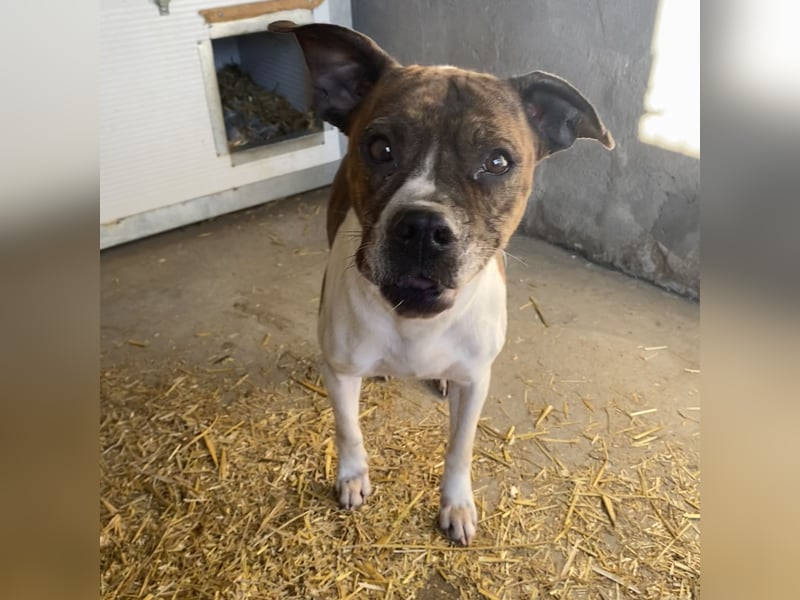 DAPHNE, süßer Boxer-Mix, sucht ihr Zuhause
