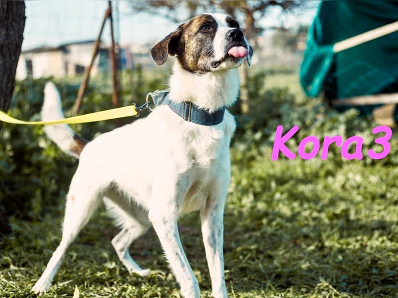 Kora3 08/2019 (ESP) - verspielte und kluge Boxer Mix Hündin!