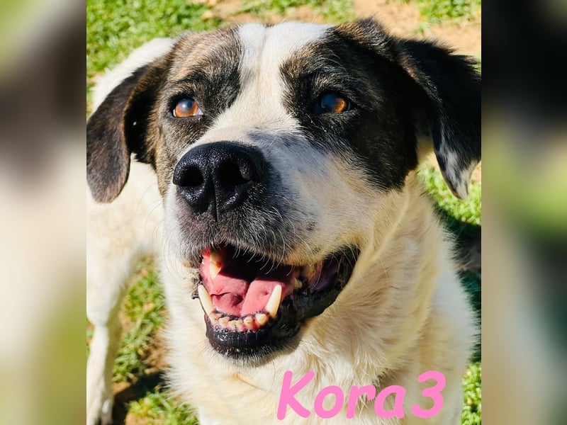 Kora3 geb. 08/2019 (ESP) - verspielte und kluge Boxer Mix Hündin!