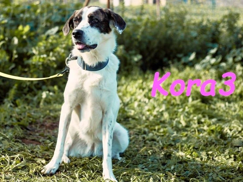 Kora3 geb. 08/2019 (ESP) - verspielte und kluge Boxer Mix Hündin!