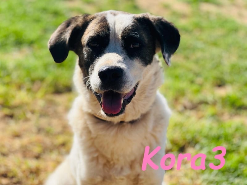 Kora3 geb. 08/2019 (ESP) - verspielte und kluge Boxer Mix Hündin!