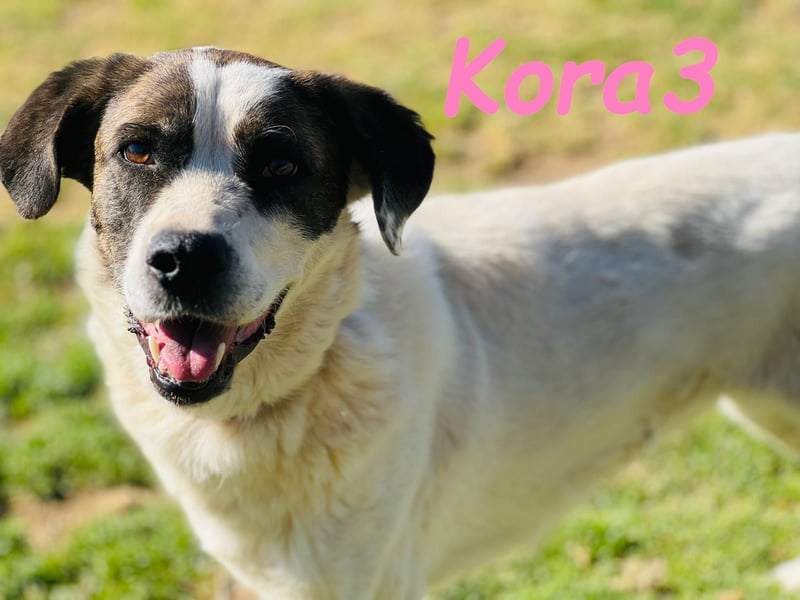 Kora3 geb. 08/2019 (ESP) - verspielte und kluge Boxer Mix Hündin!