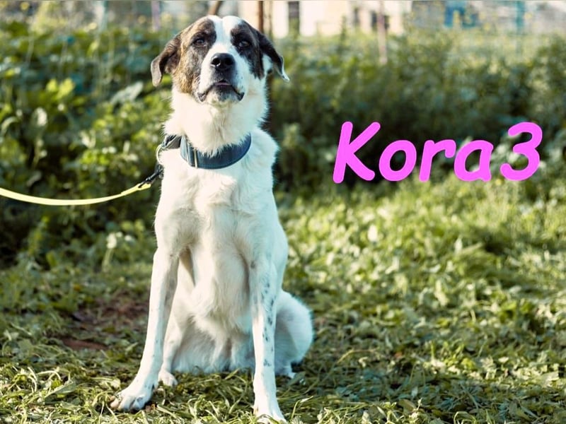 Kora3 08/2019 (ESP) - verspielte und kluge Boxer Mix Hündin!