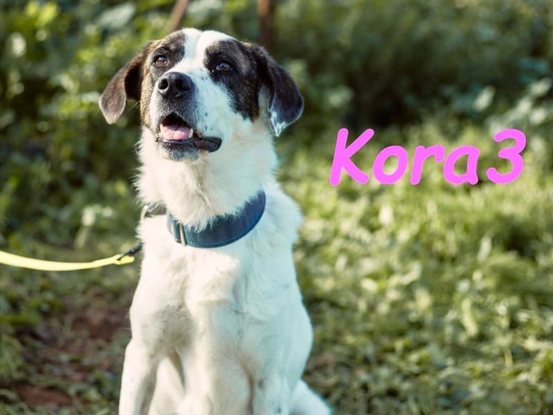 Kora3 08/2019 (ESP) - verspielte und kluge Boxer Mix Hündin!