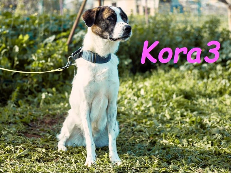 Kora3 08/2019 (ESP) - verspielte und kluge Boxer Mix Hündin!