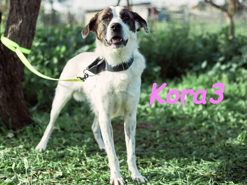 Kora3 08/2019 (ESP) - verspielte und kluge Boxer Mix Hündin!
