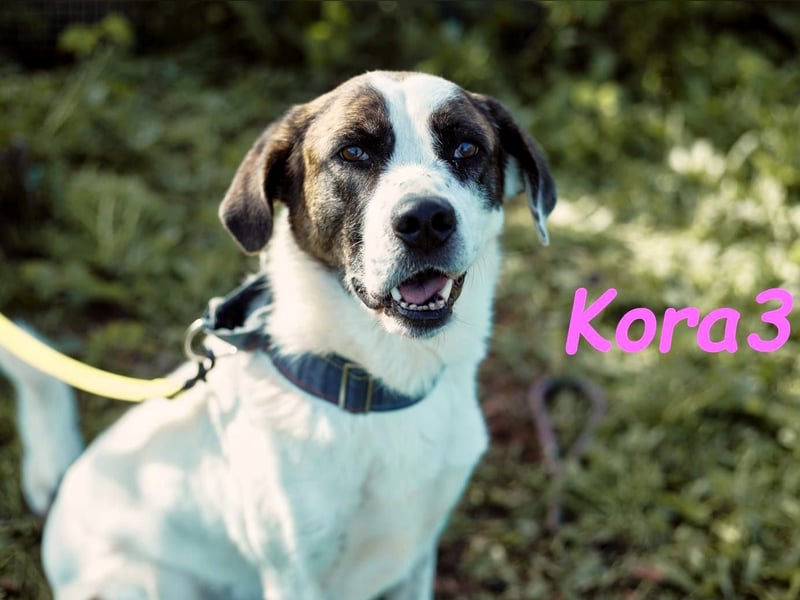 Kora3 08/2019 (ESP) - verspielte und kluge Boxer Mix Hündin!