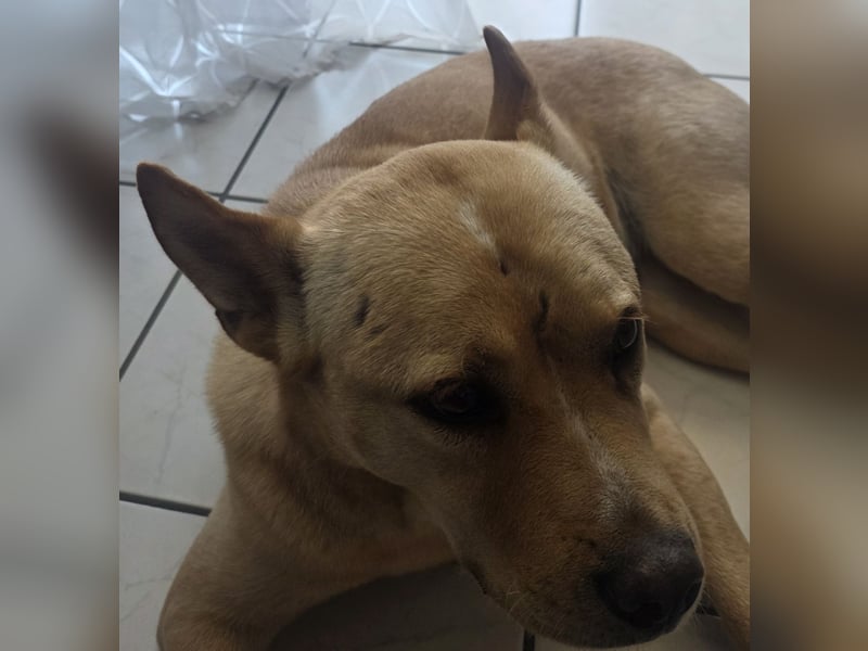 Hund zu verkaufen