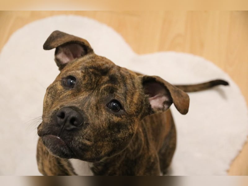 Boxer Mischling Hündin