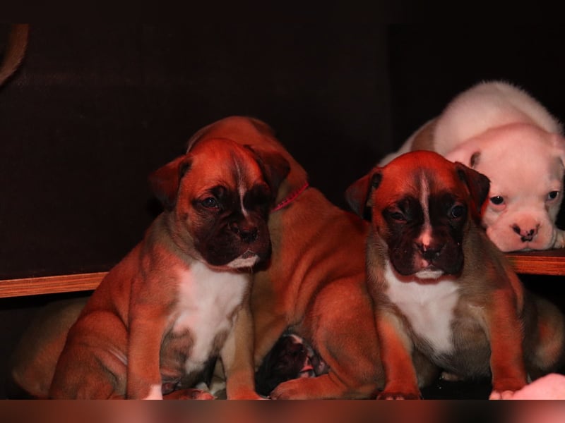 Boxer Bulldog