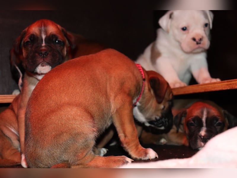 Boxer Bulldog