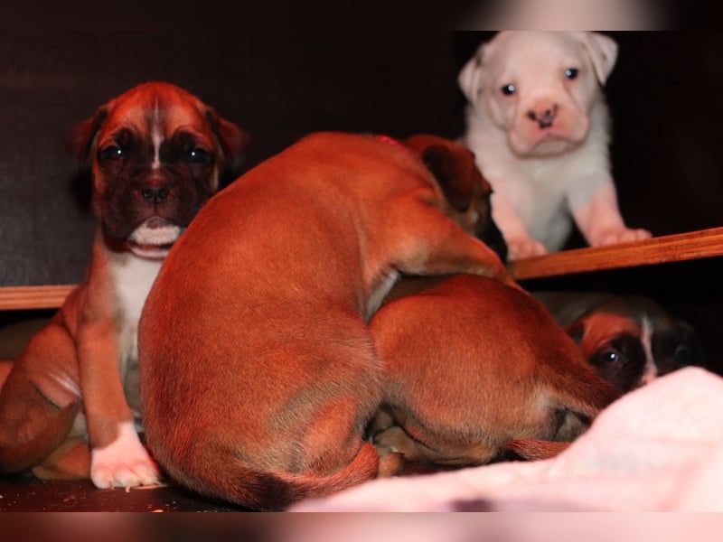 Boxer Bulldog