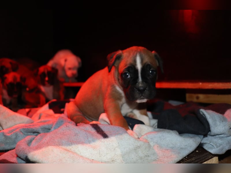 Boxer Bulldog