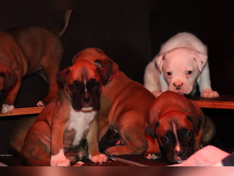 Boxer Bulldog