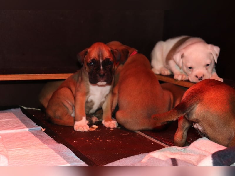 Boxer Bulldog