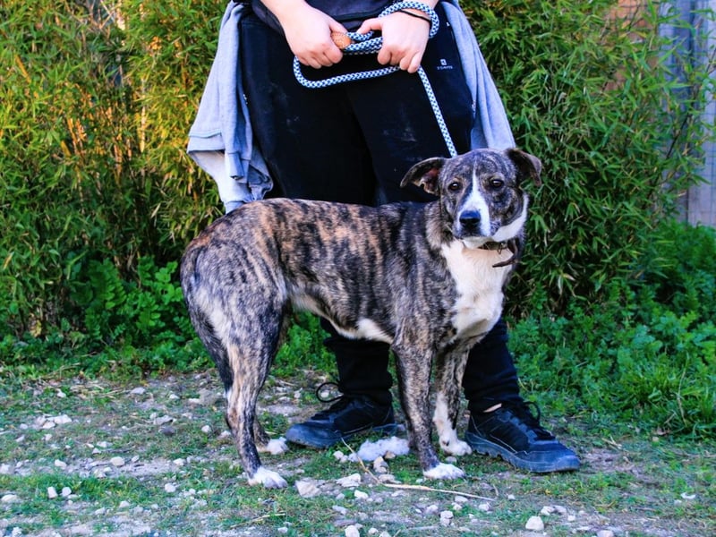 Lucia, Mix Boxer / Rafeiro Alentejano, lieb und verträglich