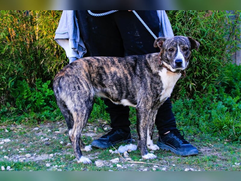 Lucia, Mix Boxer / Rafeiro Alentejano, lieb und verträglich