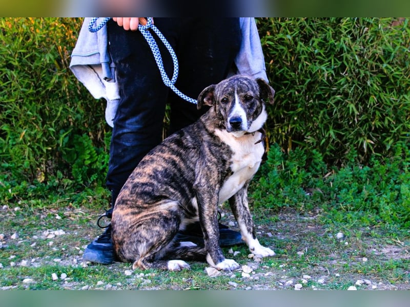 Lucia, Mix Boxer / Rafeiro Alentejano, lieb und verträglich