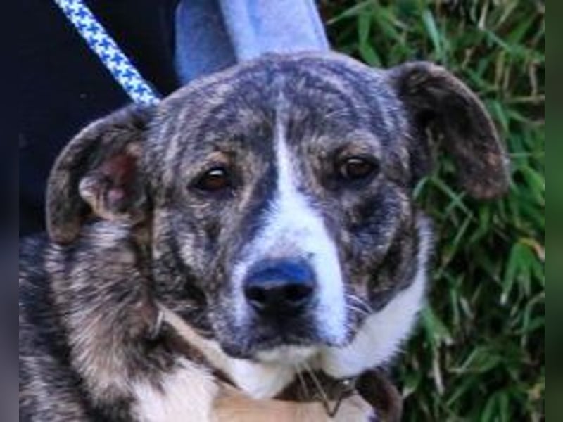 Lucia, Mix Boxer / Rafeiro Alentejano, lieb und verträglich