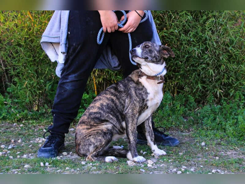 Lucia, Mix Boxer / Rafeiro Alentejano, lieb und verträglich