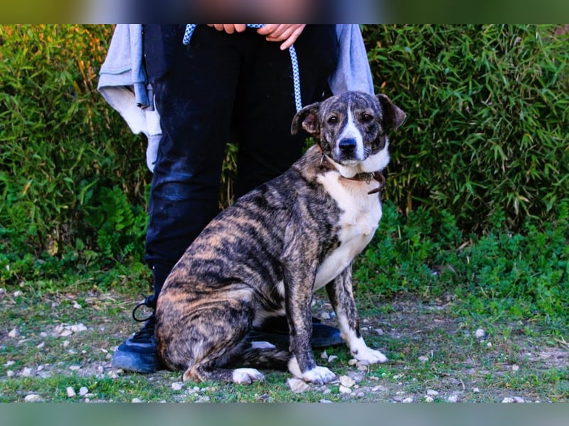 Lucia, Mix Boxer / Rafeiro Alentejano, lieb und verträglich