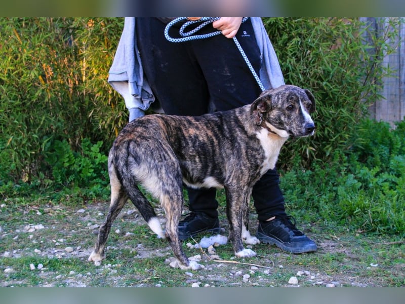 Lucia, Mix Boxer / Rafeiro Alentejano, lieb und verträglich