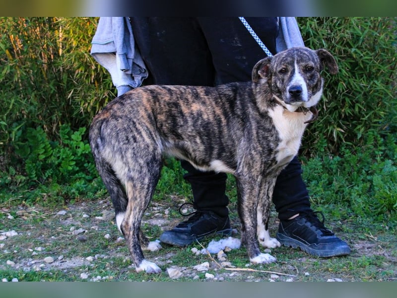 Lucia, Mix Boxer / Rafeiro Alentejano, lieb und verträglich