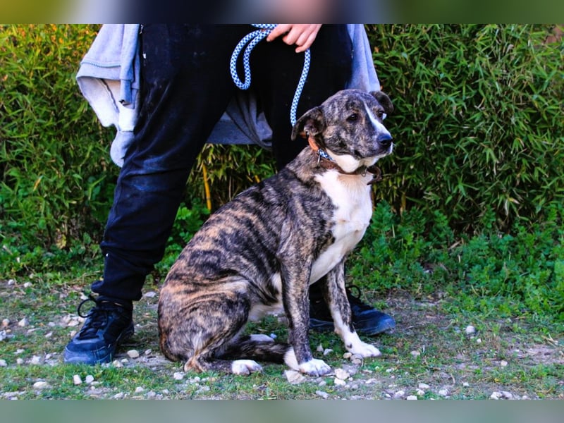 Lucia, Mix Boxer / Rafeiro Alentejano, lieb und verträglich