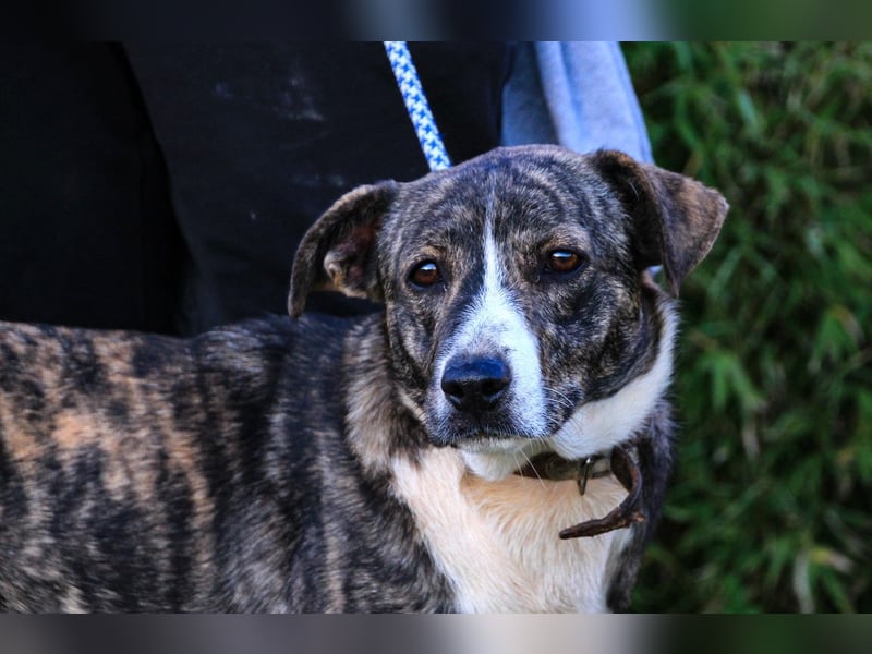 Lucia, Mix Boxer / Rafeiro Alentejano, lieb und verträglich