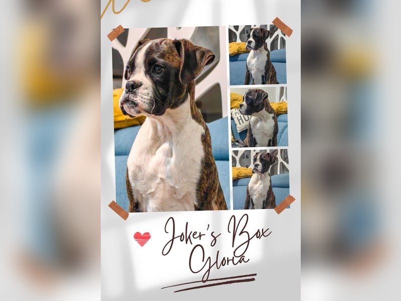 Entzückende Deutsche Boxerwelpen zu verkaufen!
