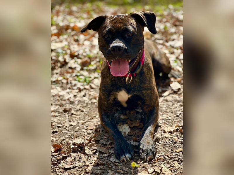 Boxermischling „Rhea“