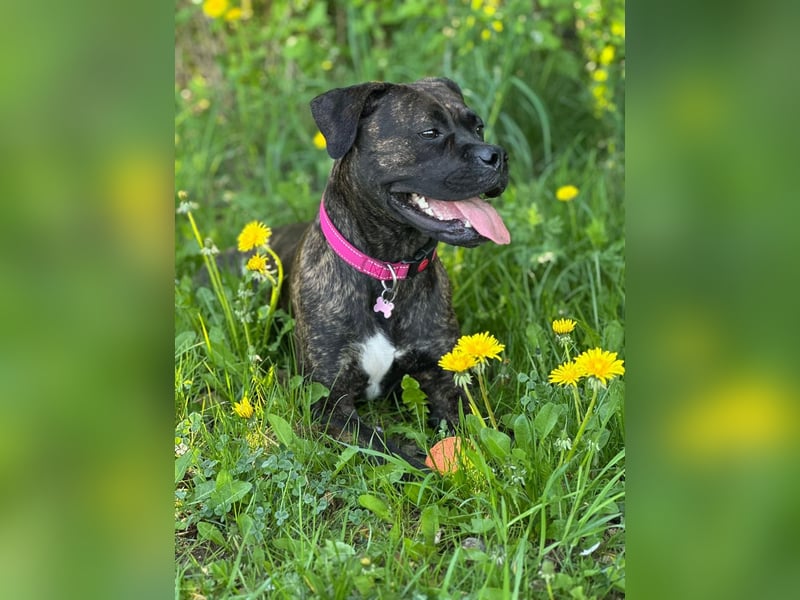 Boxermischling „Rhea“