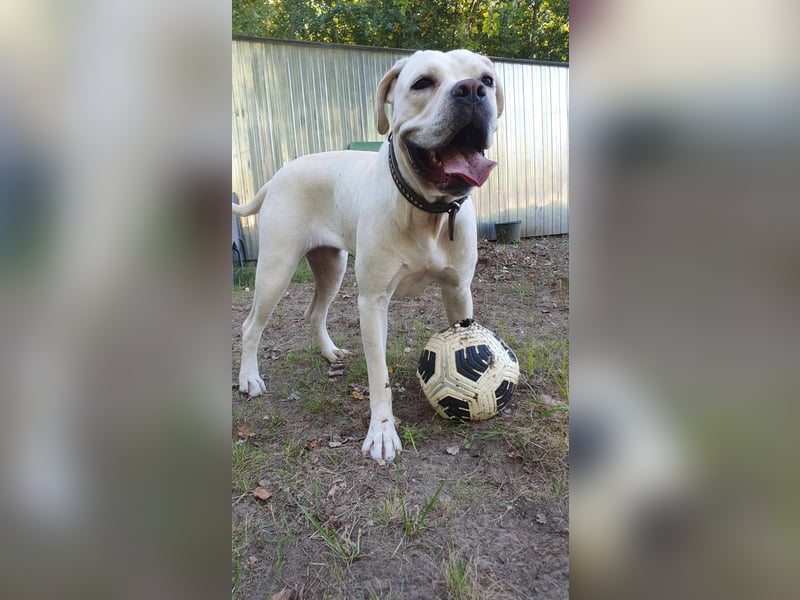 White-DG, süße Schnute sucht Sofa!
