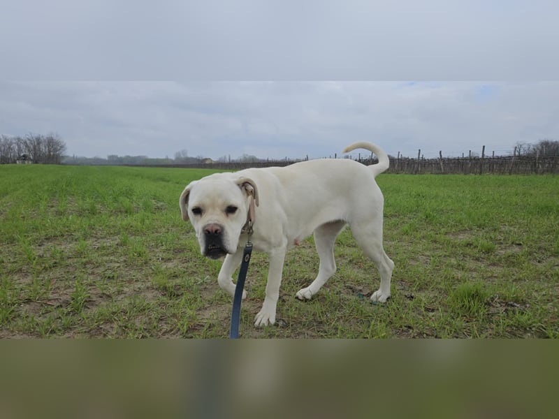 White-DG, süße Schnute sucht Sofa!