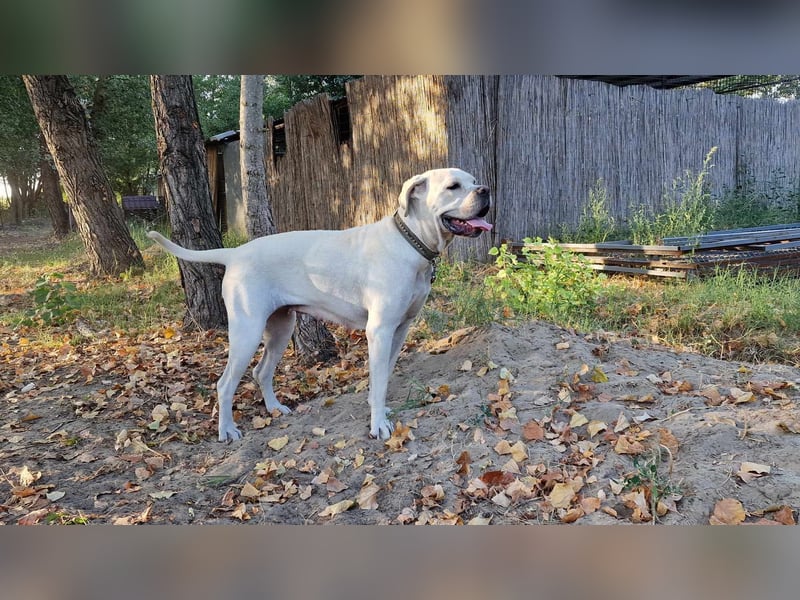 White-DG, süße Schnute sucht Sofa!