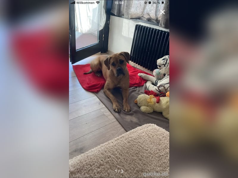 Boxer mix Weibchen