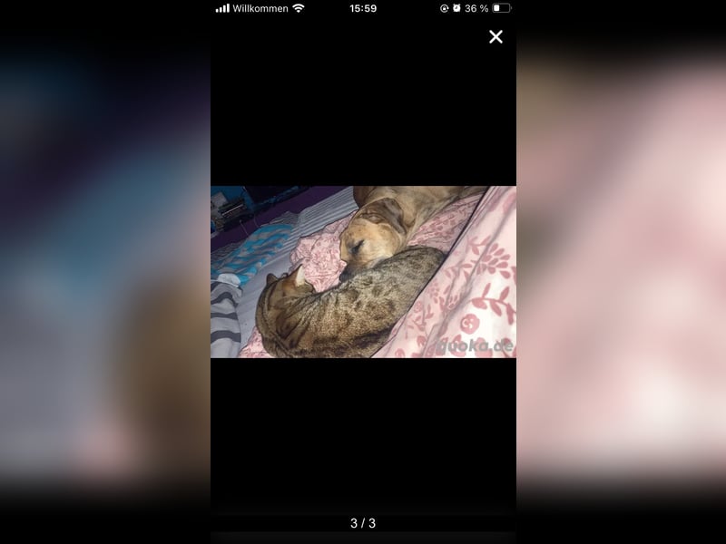 Boxer mix Weibchen