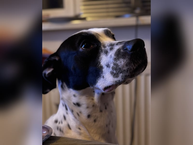 Dalmatiner-Boxer-Mix sucht liebevolles Zuhause