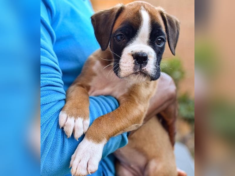 Boxer welpen