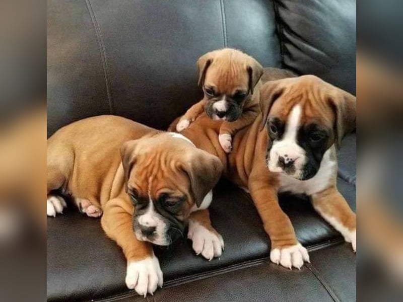 Boxer welpen