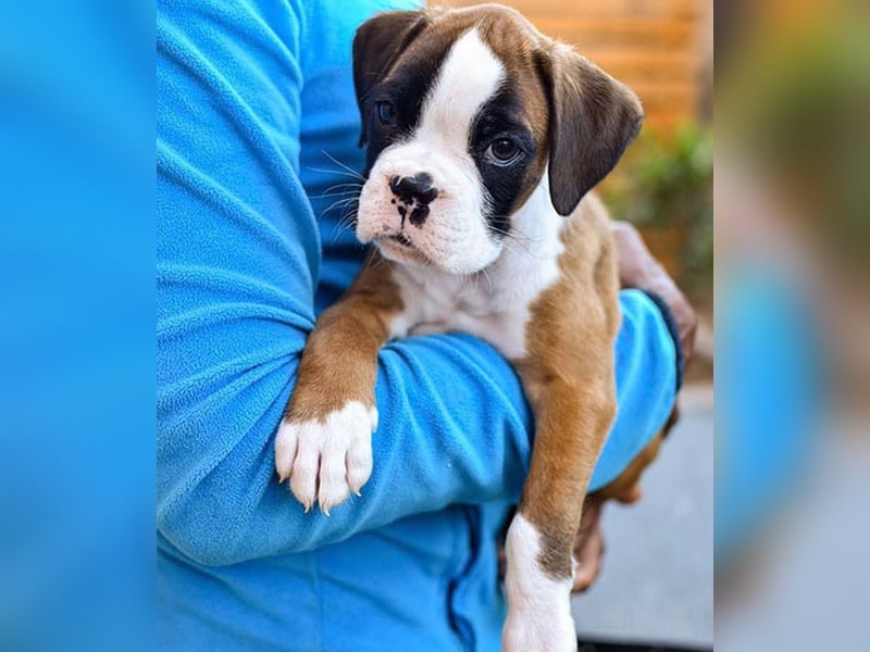 Boxer welpen