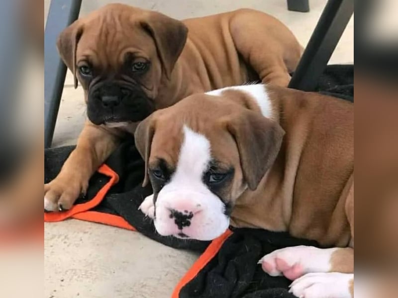Boxer welpen