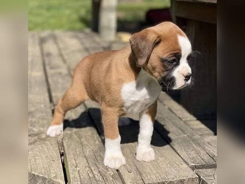 Boxer welpen