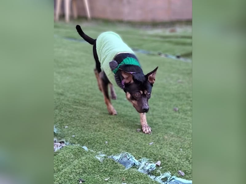 kleine Boxer Mix Lady möchte gerne deine Begleiterin sein