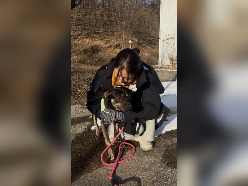 kleine Boxer Mix Lady möchte gerne deine Begleiterin sein