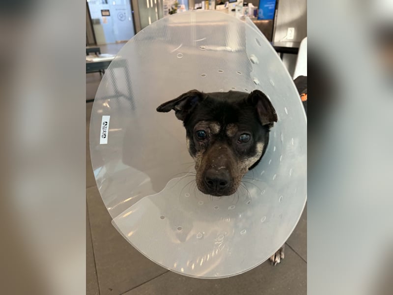 kleine Boxer Mix Lady möchte gerne deine Begleiterin sein