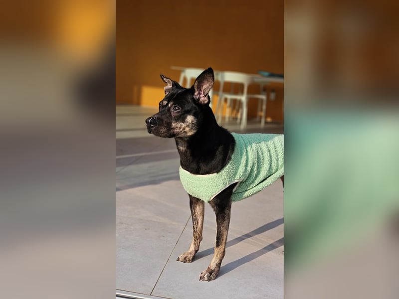 kleine Boxer Mix Lady möchte gerne deine Begleiterin sein