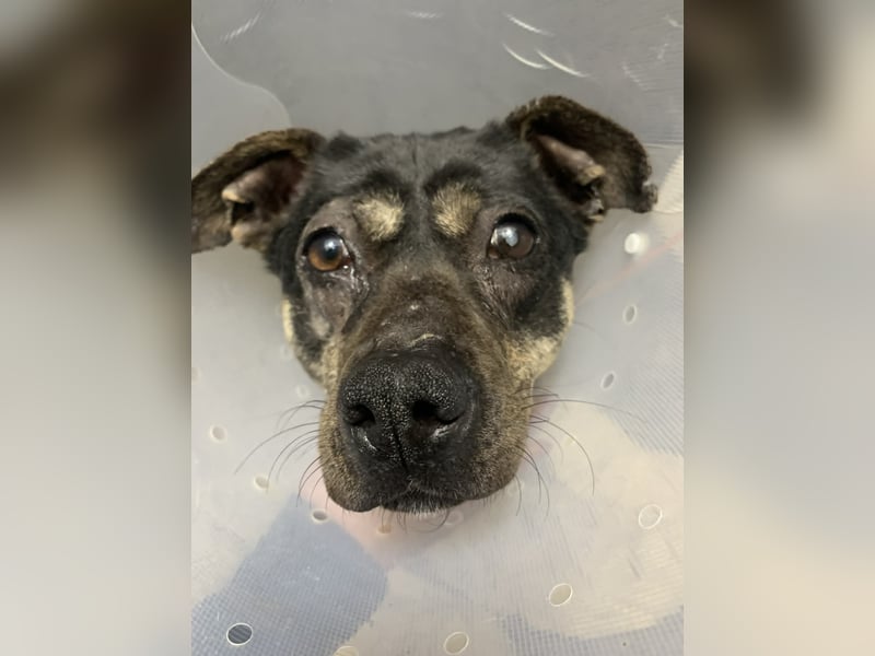 kleine Boxer Mix Lady möchte gerne deine Begleiterin sein