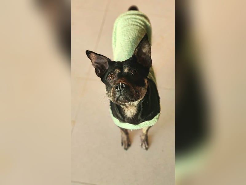 kleine Boxer Mix Lady möchte gerne deine Begleiterin sein